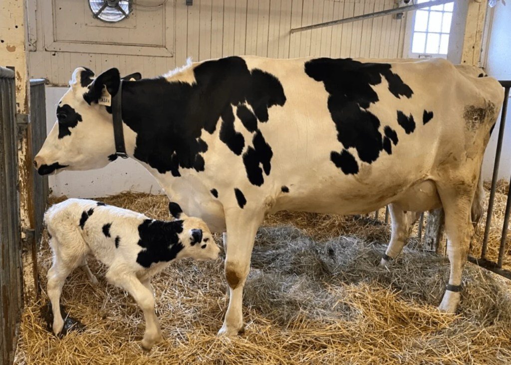 Farmers Were Amazed by the Unique Birth of Four Calves