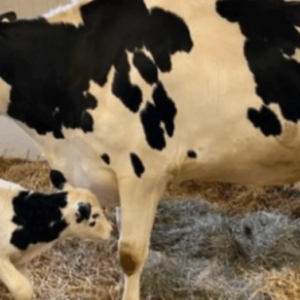 Farmers Were Amazed by the Unique Birth of Four Calves