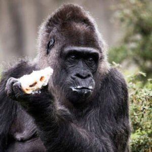 FATOU, WORLD’S OLDEST LIVING GORILLA, TURNS 67 — HAPPY BIRTHDAY!