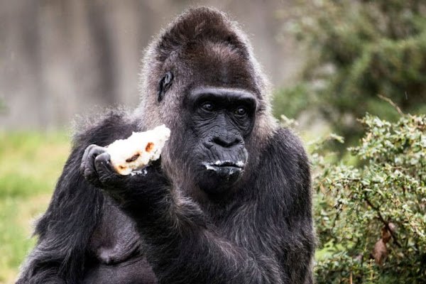 FATOU, WORLD’S OLDEST LIVING GORILLA, TURNS 67 — HAPPY BIRTHDAY!