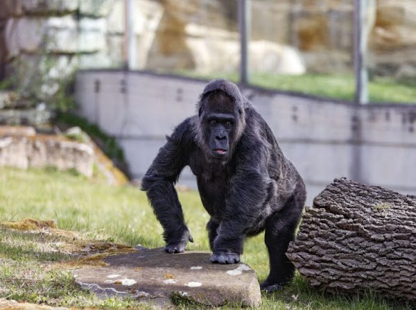 FATOU, WORLD’S OLDEST LIVING GORILLA, TURNS 67 — HAPPY BIRTHDAY!