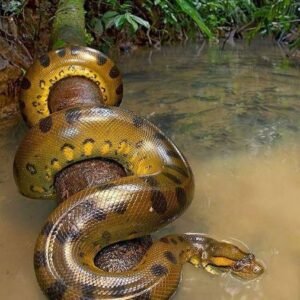 Hiker finds massive ‘beast’ hiding along banks of South Carolina creek!
