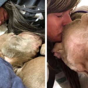 COLLEGE STUDENT HOLDS DYING SHELTER DOG IN HER ARMS ALL NIGHT SO HE WON’T PASS AWAY ALONE