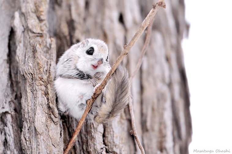 JAPANESE FLYING SQUIRRELS ARE PROBABLY THE CUTEST ANIMALS ON EARTH