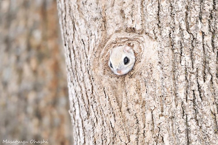 JAPANESE FLYING SQUIRRELS ARE PROBABLY THE CUTEST ANIMALS ON EARTH