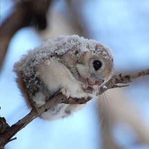 JAPANESE FLYING SQUIRRELS ARE PROBABLY THE CUTEST ANIMALS ON EARTH
