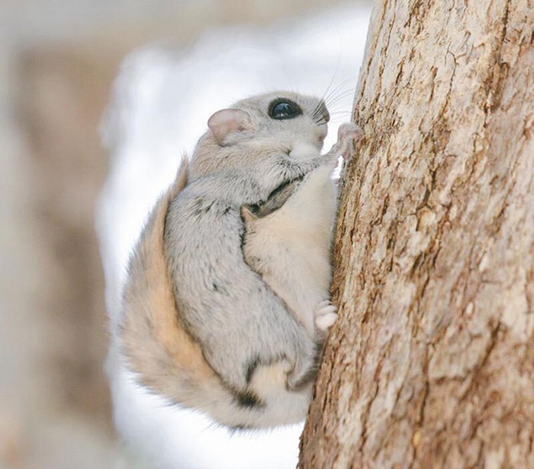 JAPANESE FLYING SQUIRRELS ARE PROBABLY THE CUTEST ANIMALS ON EARTH