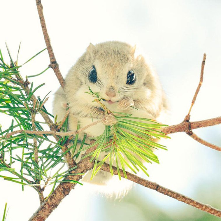 JAPANESE FLYING SQUIRRELS ARE PROBABLY THE CUTEST ANIMALS ON EARTH