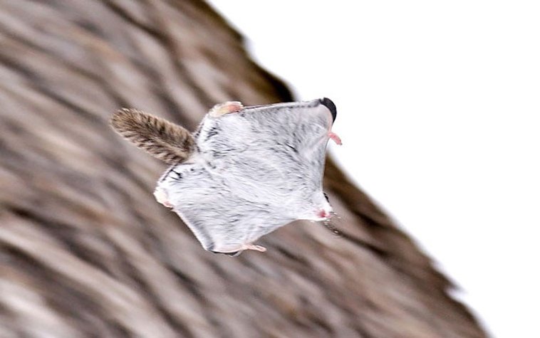 JAPANESE FLYING SQUIRRELS ARE PROBABLY THE CUTEST ANIMALS ON EARTH
