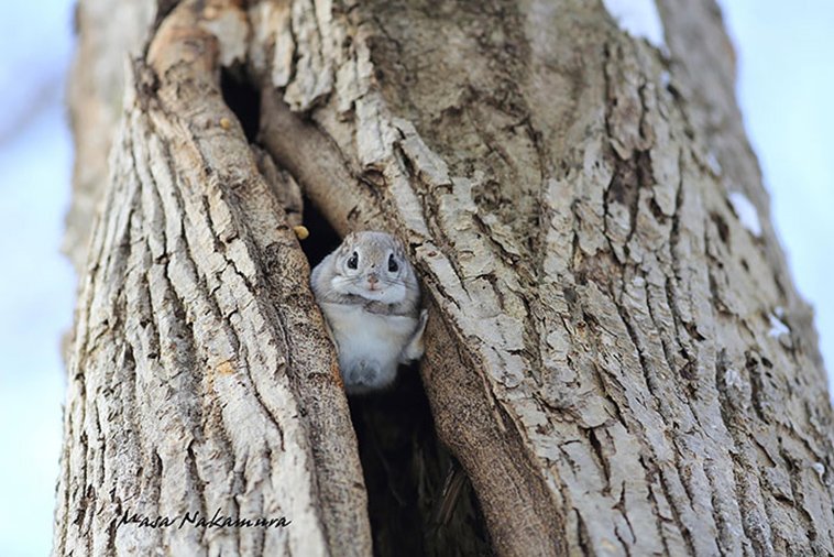 JAPANESE FLYING SQUIRRELS ARE PROBABLY THE CUTEST ANIMALS ON EARTH