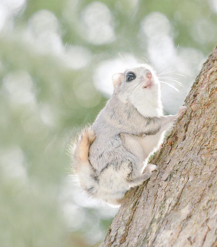 JAPANESE FLYING SQUIRRELS ARE PROBABLY THE CUTEST ANIMALS ON EARTH