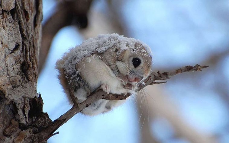 JAPANESE FLYING SQUIRRELS ARE PROBABLY THE CUTEST ANIMALS ON EARTH