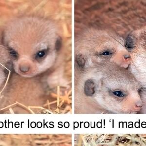 MIAMI ZOO SHARES BABY MEERKAT PHOTOS AND PEOPLE CAN’T HANDLE THE CUTENESS