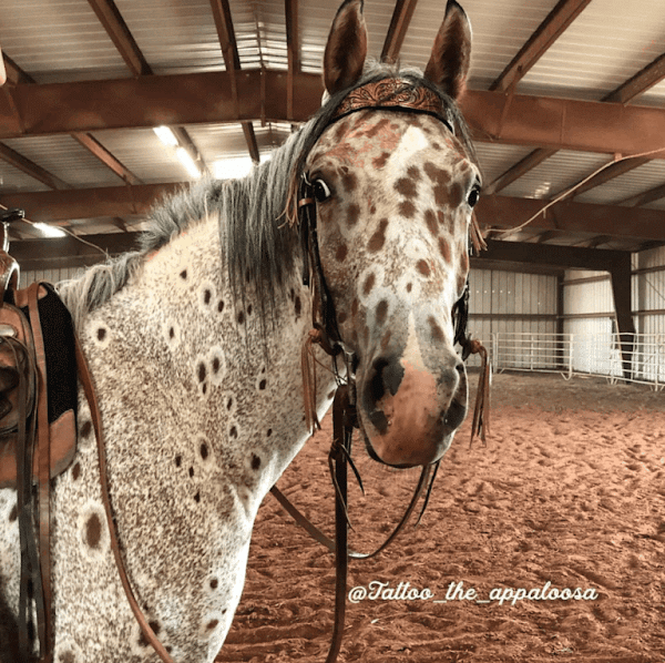 MEET TATTOO THE APPALOOSA, A HORSE WITH LEOPARD SPOTS AS COOL AS HIM