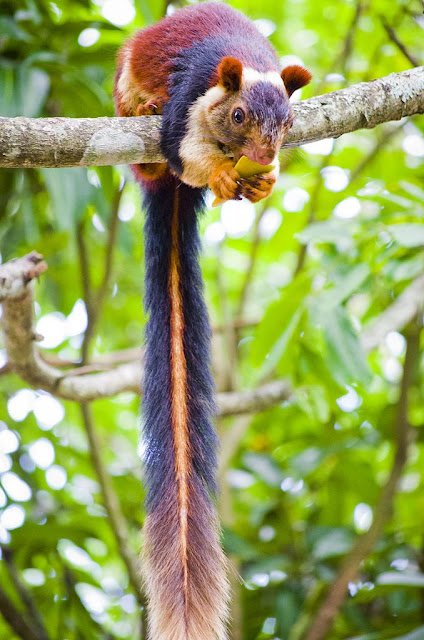 MEET THE MALABAR GIANT SQUIRREL, THE SQUIRREL SO COLORFUL PEOPLE CAN’T BELIEVE IT’S REAL