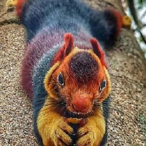 MEET THE MALABAR GIANT SQUIRREL, THE SQUIRREL SO COLORFUL PEOPLE CAN’T BELIEVE IT’S REAL