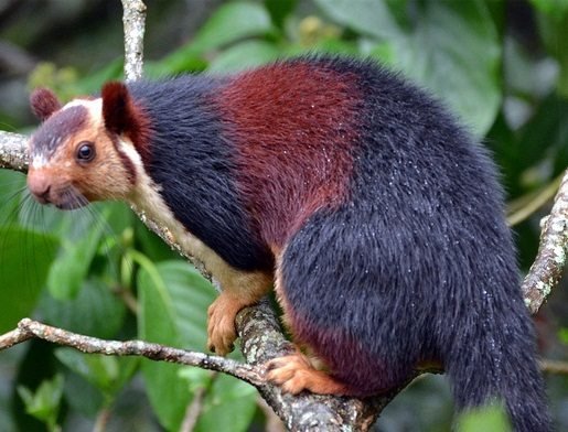 MEET THE MALABAR GIANT SQUIRREL, THE SQUIRREL SO COLORFUL PEOPLE CAN’T BELIEVE IT’S REAL