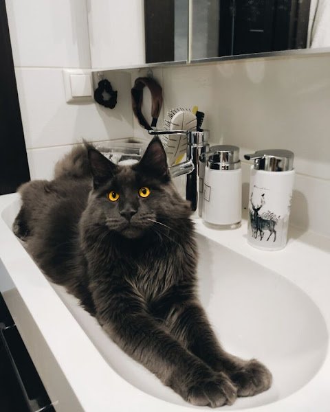 MEET VINCENT, THE FLUFFY MAINE COON CAT WHO LOOKS LIKE A BLACK PANTHER