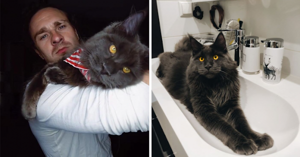 MEET VINCENT, THE FLUFFY MAINE COON CAT WHO LOOKS LIKE A BLACK PANTHER