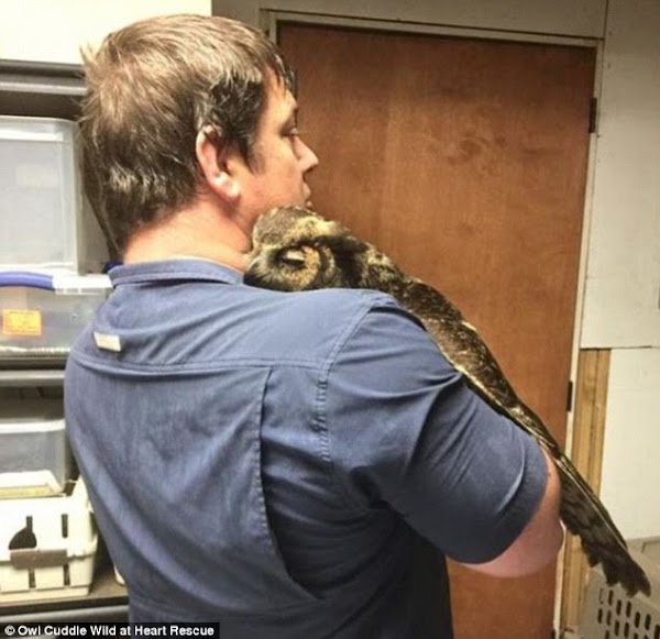 OWL GIVES THE BIGGEST HUG IMAGINABLE TO THE MAN WHO SAVED HER LIFE R