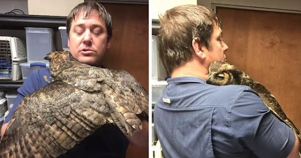 OWL GIVES THE BIGGEST HUG IMAGINABLE TO THE MAN WHO SAVED HER LIFE R