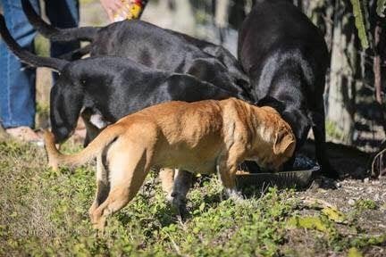 SCARED DOG RESCUED FROM A FIELD — 3 DAYS LATER, SHE’S STILL CLINGING TO RESCUERS