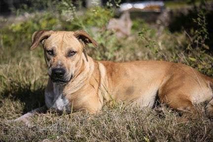 SCARED DOG RESCUED FROM A FIELD — 3 DAYS LATER, SHE’S STILL CLINGING TO RESCUERS