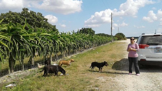 SCARED DOG RESCUED FROM A FIELD — 3 DAYS LATER, SHE’S STILL CLINGING TO RESCUERS