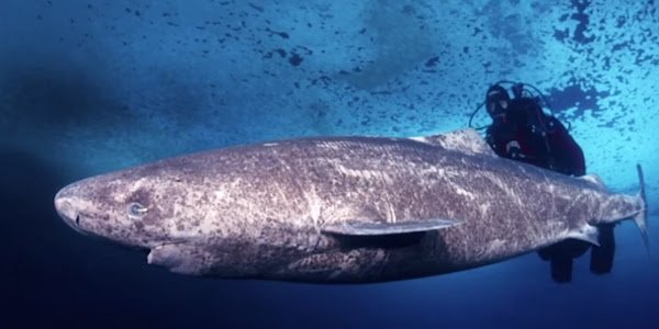 SCIENTISTS DISCOVER 400-YEAR-OLD GREENLAND SHARK LIKELY BORN AROUND 1620 