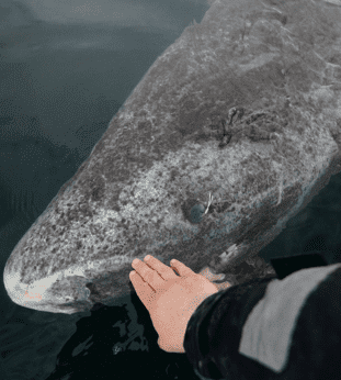 SCIENTISTS DISCOVER 400-YEAR-OLD GREENLAND SHARK LIKELY BORN AROUND 1620 