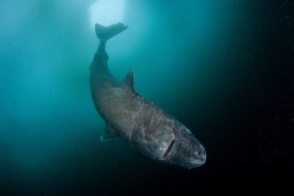 SCIENTISTS DISCOVER 400-YEAR-OLD GREENLAND SHARK LIKELY BORN AROUND 1620 