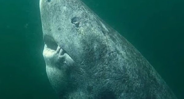 SCIENTISTS DISCOVER 400-YEAR-OLD GREENLAND SHARK LIKELY BORN AROUND 1620 