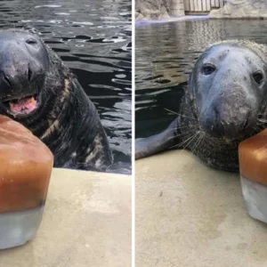 SEAL GETS A GIANT ICE AND FISH CAKE FOR HIS BIRTHDAY AND COULDN’T LOOK HAPPIER