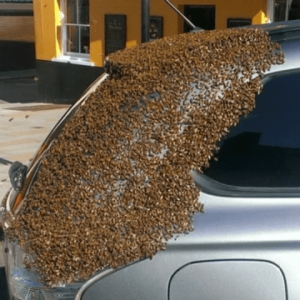 She parked her car one day to do some shopping, but when she returned, she saw that hundreds of unwanted guests had attacked her car