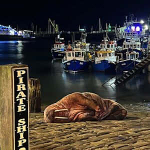 SMALL TOWN CANCELS NYE FIREWORKS SO WALRUS CAN SLEEP PEACEFULLY IN HARBOR