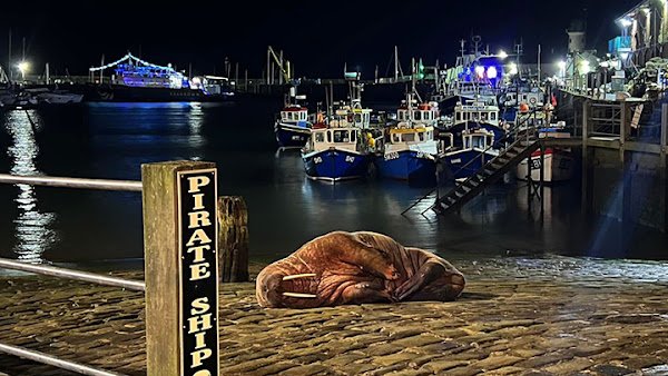 SMALL TOWN CANCELS NYE FIREWORKS SO WALRUS CAN SLEEP PEACEFULLY IN HARBOR