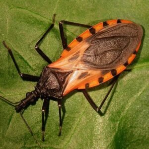 These bugs come out at nighttime, and attacking victims, they silently kill or leave them with a lifelong infection!