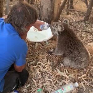 THIRSTY KOALA THANKS MAN ONLY WAY HE KNOWS HOW AFTER HE’S SAVED WITH WATER ON HOT DAY