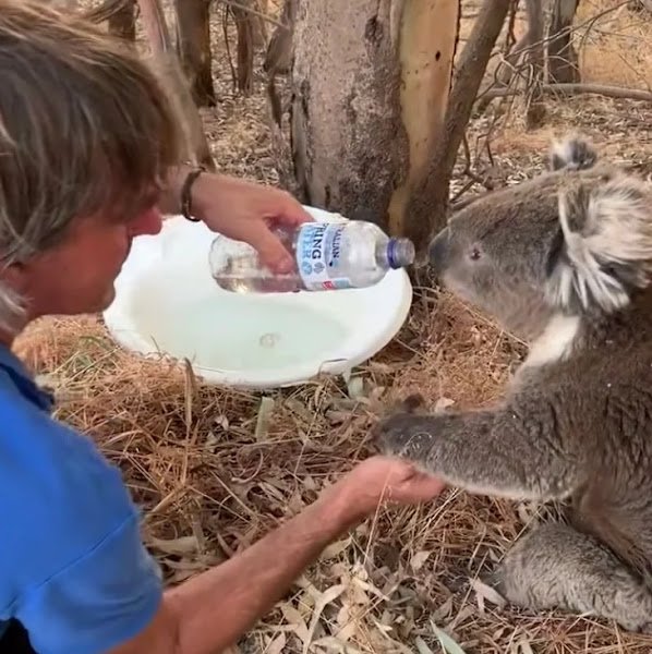 THIRSTY KOALA THANKS MAN ONLY WAY HE KNOWS HOW AFTER HE’S SAVED WITH WATER ON HOT DAY