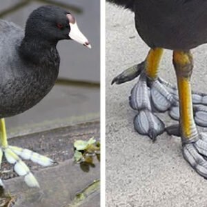 THIS WATERBIRD HAS UNIQUE FEET THAT LOOK LIKE FEATHERS, AND THE PHOTOS ARE AWESOME!