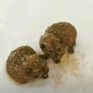 WHILE WALKING IN -20 DEGREES, DAD AND SON COME ACROSS SHIVERING PUPPIES