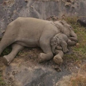'WHEN A PICTURE IS WORTH A MILLION WORDS': LOST ELEPHANT CALF IS REUNITED WITH MOM