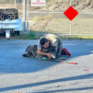 WOLF-DOG HYBRID ON THE LOOSE FOR DAYS IN CALIFORNIA FINALLY FOUND, REUNITED WITH OWNER