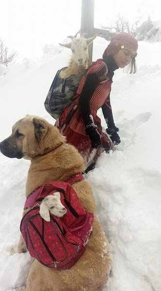 YOUNG GIRL AND HER DOG SAVE GOAT MOTHER AND HER BABY BY CARRYING THEM UP MOUNTAIN