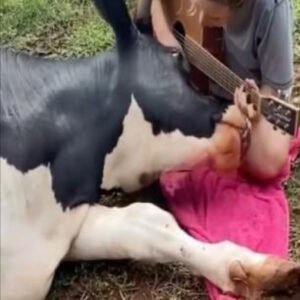 WOMAN LOVINGLY PLAYS GUITAR FOR AN AFFECTIONATE COW