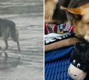 DOG FOUND WANDERING STREETS OF DETROIT WITH STUFFED ANIMAL GETS RESCUED