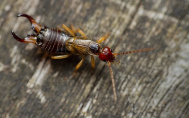 ENTERTAINMENT If you find these scary-looking insects in your home, here’s what it means