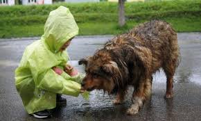 9-YEAR-OLD BOY USES POCKET MONEY TO FEED STRAY DOGS, THEN RAISES MONEY TO OPEN ANIMAL SHELTER