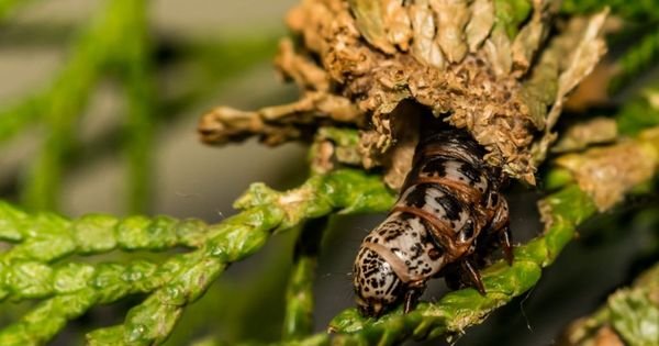 Saving Your Trees from the Devastating Evergreen Bagworm Infestation