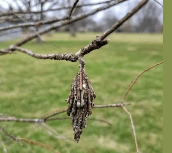 Saving Your Trees from the Devastating Evergreen Bagworm Infestation